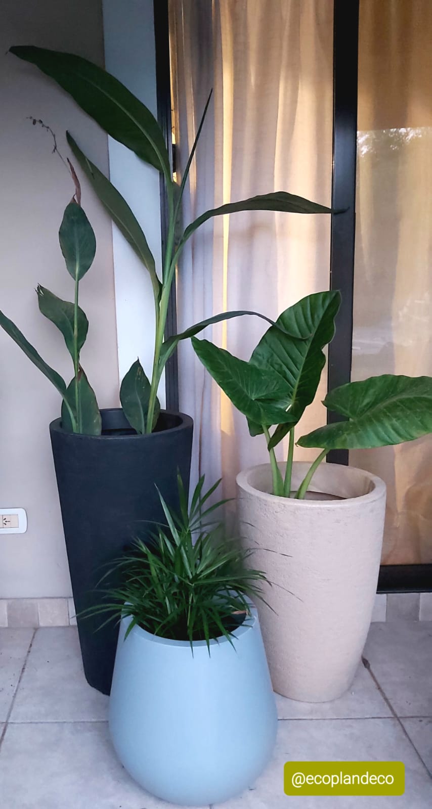 Strelitzia, alocasia y palmita en macetas de diseño