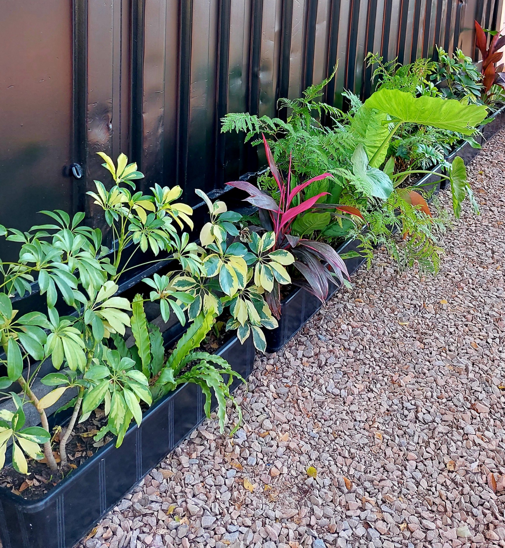 Jardín vertical con helechos y schefflera