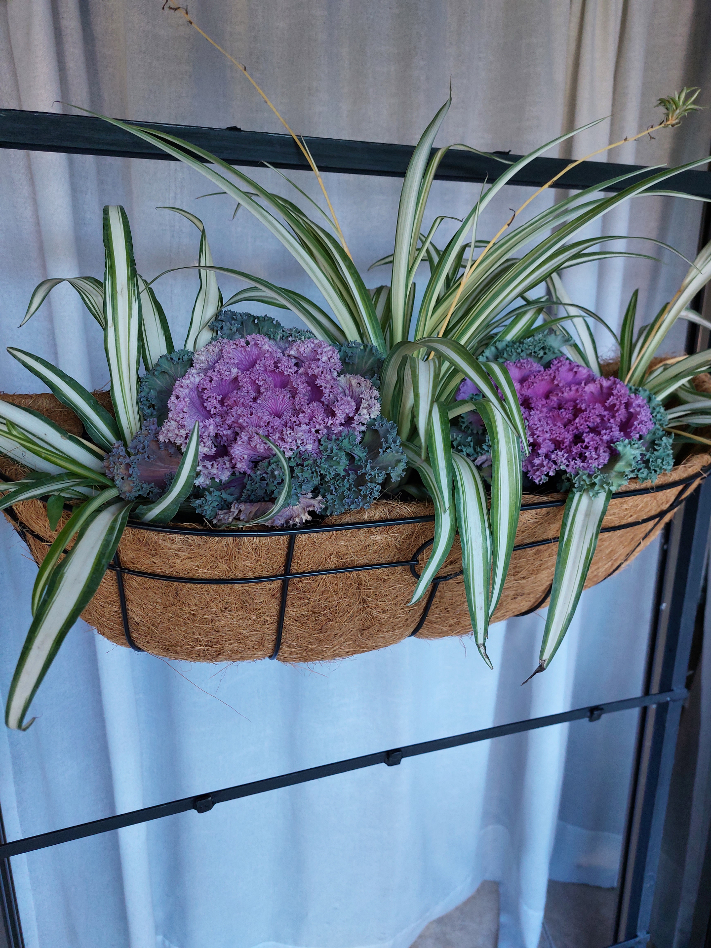 Jardinera colgante con kale ornamental y cintas